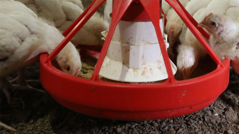 Pet barn chicken clearance feeder